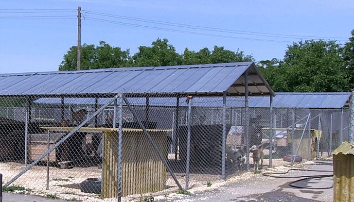 В Русе няма институция, която да се погрижи за уличните котки