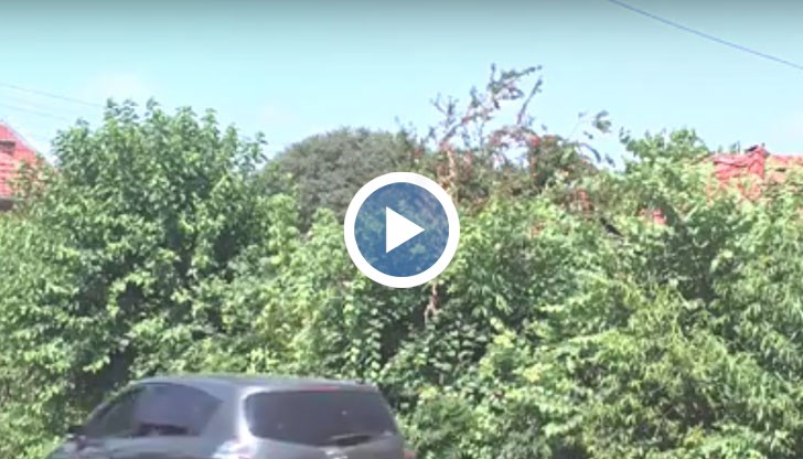 Пешеходците заобикалят растителността, но трябва да слязат на пътното платно