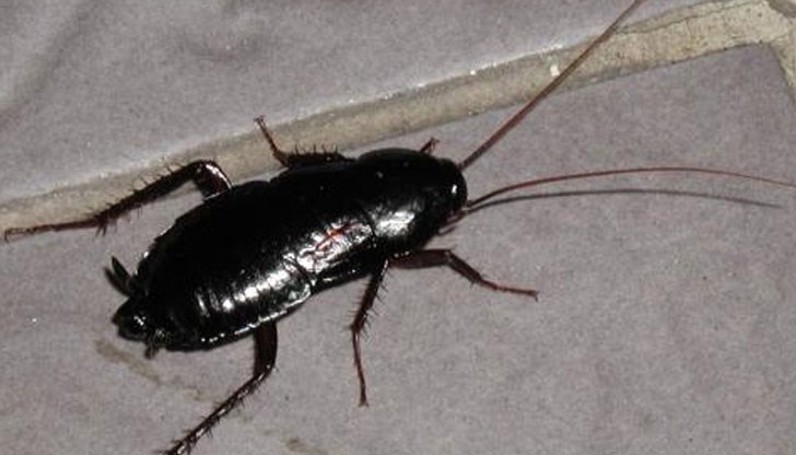 Миризмата му не само ги гони, но им пречи и да се размножават Миризмата му не само ги гони, но им пречи и да се размножават