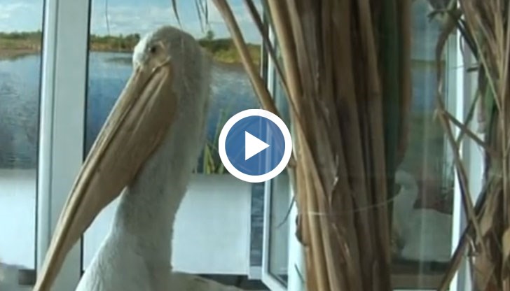 Около 100 са новоизлюпените къдроглави пеликани