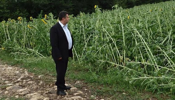 Зеленчуковите насаждения и лозята в дворовете на жителите на селото са унищожени