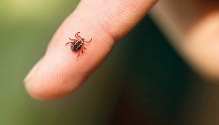 Стотици са нахапани, а част от тях са развили тежки инфекции