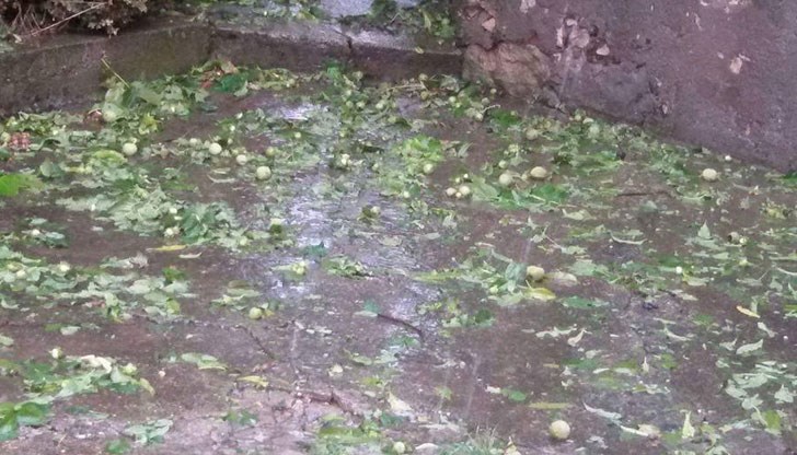 Усиленият им труд и вложените средства са отишли нахалост...