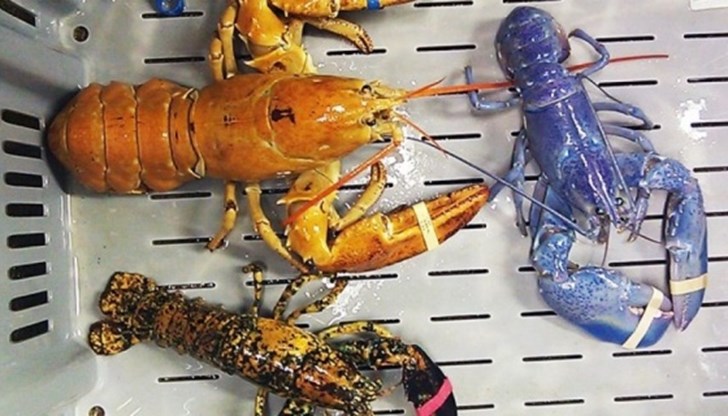 Шансът да бъде уловен такъв омар е 1 на 2 милиона