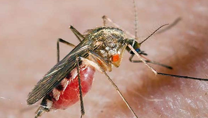 Погълнатата от комара кръв разкрива самоличността на злосторника, ако е бил ухапан