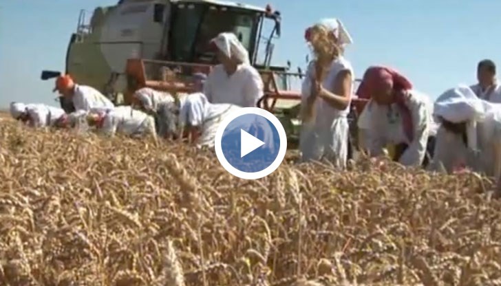 300 лева трябва да е минималната изкупна цена за пшеницата