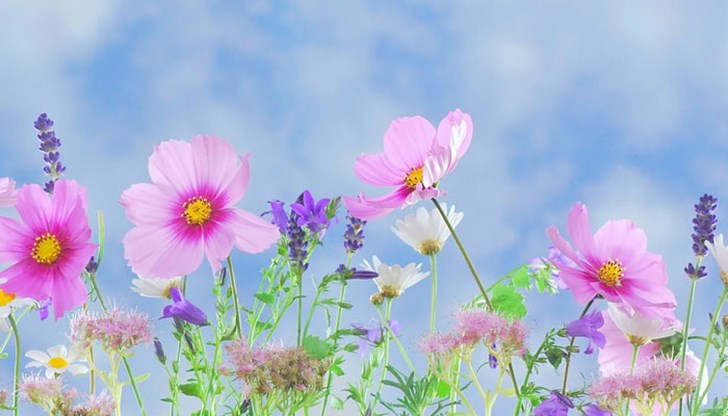 Значението зад рожденото цвете може да ви помогне да разберете уникалните си личностни черти и как да се справите с различните видове ситуации Значението зад рожденото цвете може да ви помогне да разберете уникалните си личностни черти и как да се справите с различните видове ситуации