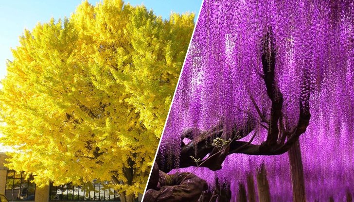 Красивите дървета изглеждат като копирани от фантастична книга