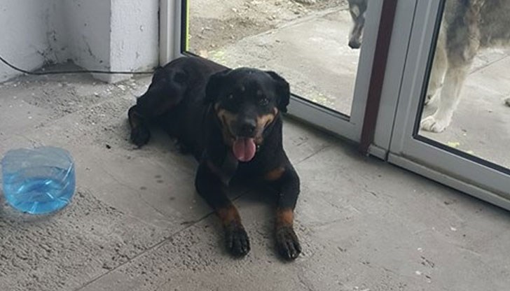 Кучето е намерено днес на  булевард Тутракан