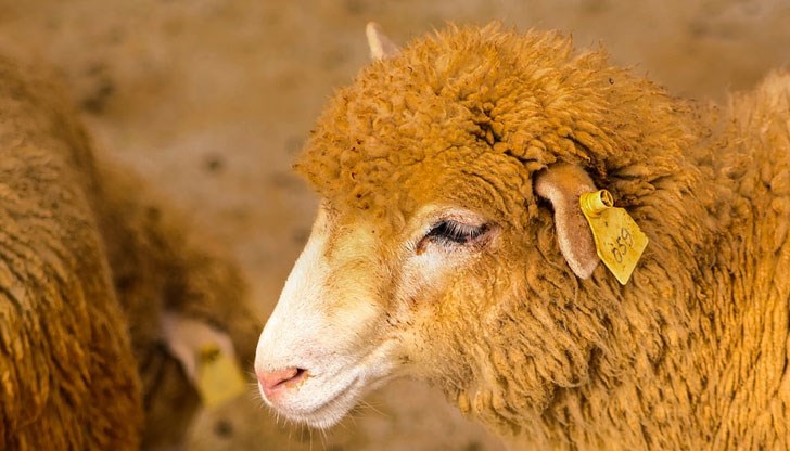 21-годишният Илия И. щял да предложи агнето на събирачите на дългове 21-годишният Илия И. щял да предложи агнето на събирачите на дългове