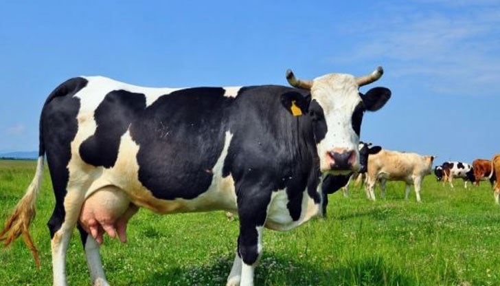 Продължават да влагат сухо мляко и концентрати в млечните продукти