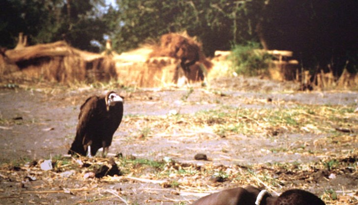 Кевин печели най-престижната фотографска награда в света „Пулицър“, но е обвинен в безчовечност Кевин печели най-престижната фотографска награда в света „Пулицър“, но е обвинен в безчовечност