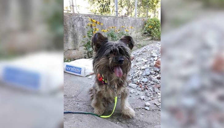 На около 5 - 6 години е, изключително добро куче!