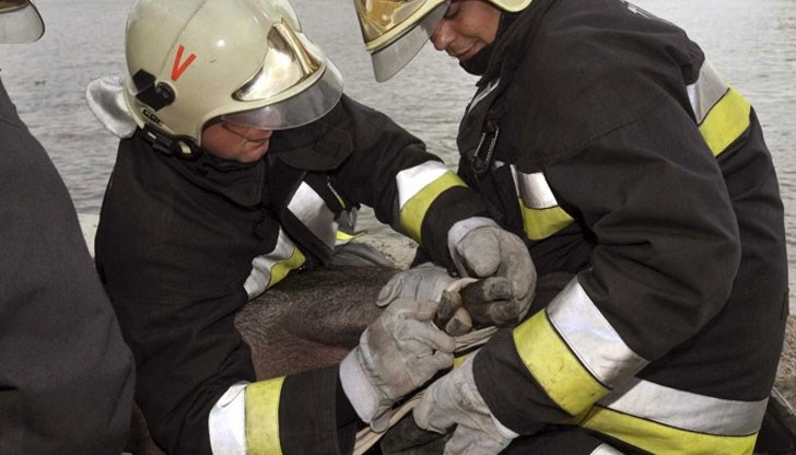Животното забави полета въпреки незабавната намеса на полицаи Животното забави полета въпреки незабавната намеса на полицаи