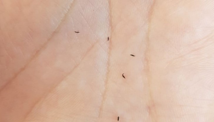 Спасител разказва, че бялата му фланелка е почернявала от мушички Спасител разказва, че бялата му фланелка е почернявала от мушички