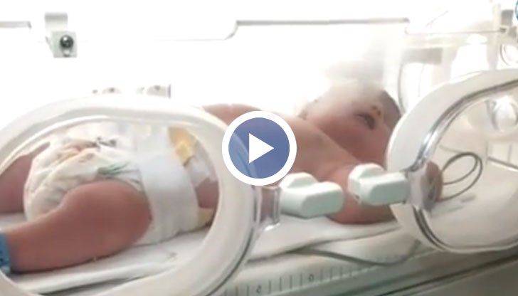 Рекордьорът всъщност е незрял и изисква специални грижи