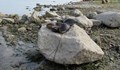 Мидите на брега в Русе са нашественици от Китай