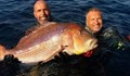 Гръцки рибар улови най-голямата ципура в света