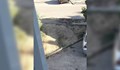 Строители съсипаха тротоар в Русе, "необезпокоявани" от никого