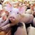 Опасност от африканска чума по свинете