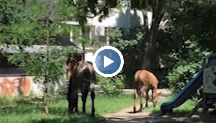 Животните всеки ден правят компания на майките в градинките