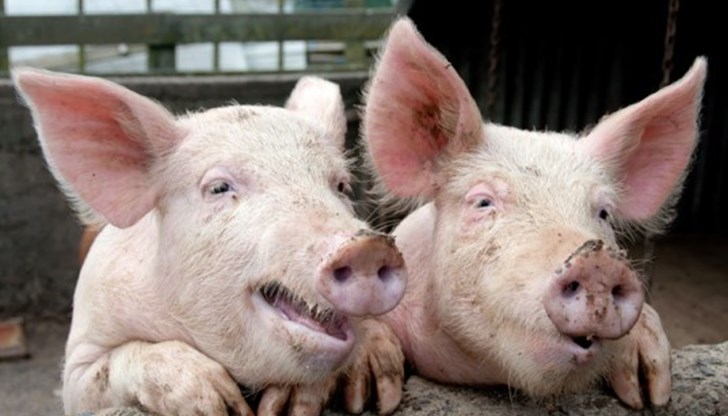 Помощта е нотифицирана пред Европейската комисия на 01.07.2017 г. Помощта е нотифицирана пред Европейската комисия на 01.07.2017 г.