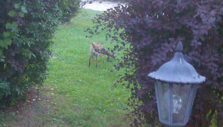 Кума Лиса играе с децата и не бяга от тях