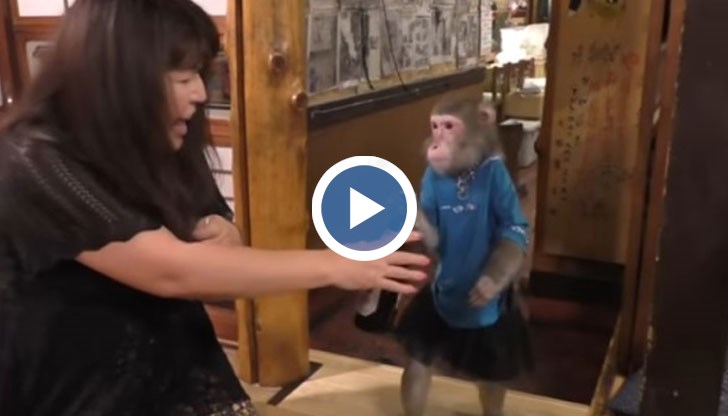 Необичайните келнери започнали да имитират действията на стопанина си и се научили да връчват салфетки на клиентите