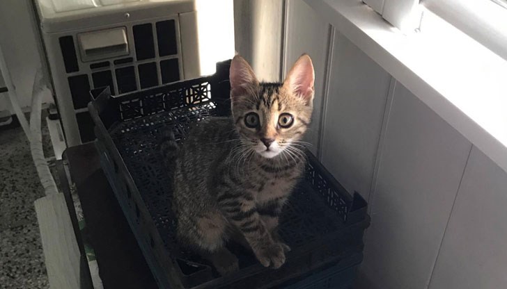 Котето ми почина само на четири месеца, благодарение на некадърен ветеринар, имащ се за голям специалист