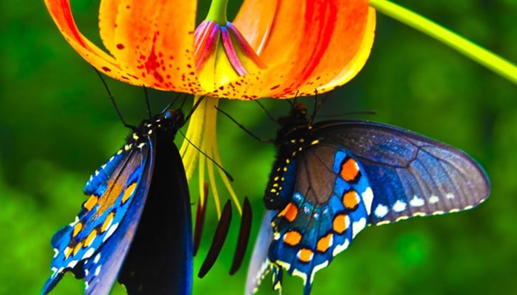 Преброяването няма за цел да даде точния брой на красивите насекоми, но помага на учените да се ориентират кои видове са застрашени от изчезване
