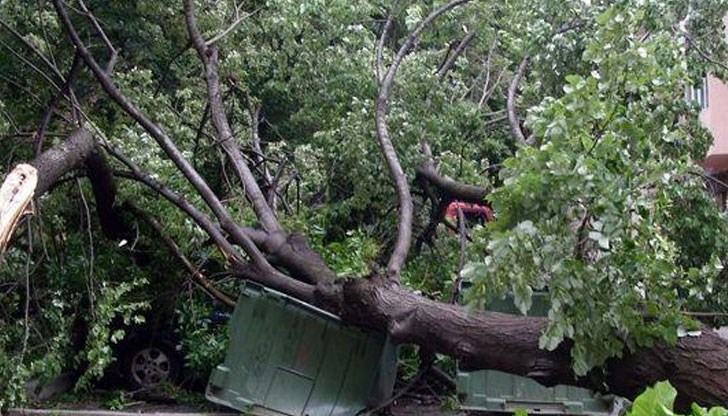 Дървото е паднало вследствие на разразилата се за кратко буря /Снимката е илюстративна/ Дървото е паднало вследствие на разразилата се за кратко буря /Снимката е илюстративна/