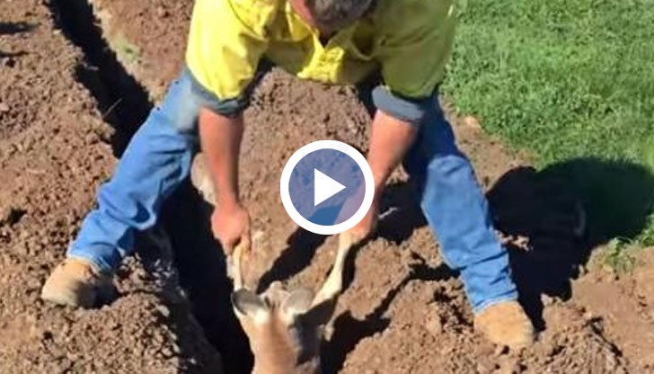 Животинката падна в изкоп и остана заклещена