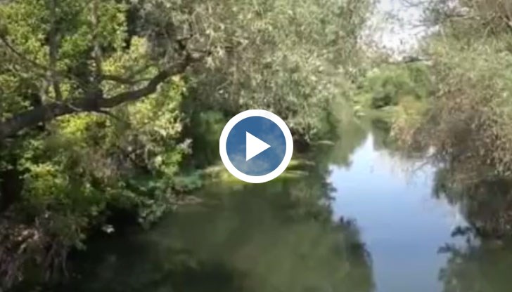 7 крави на животновъд паднаха покосени, след като пиха вода от реката