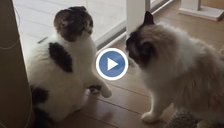 Видео с две котета, които са се скарали