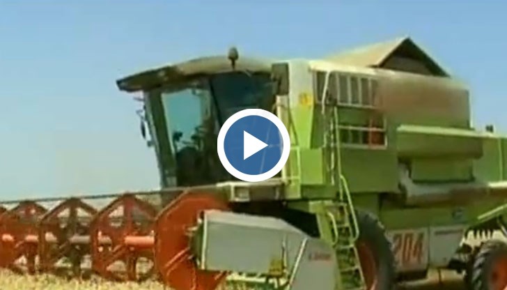 Реколтата от двете култури е средно 500 кг на декар