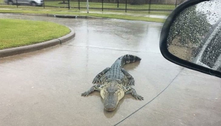 Влечугите търсят подслон в жилищните райони заради лошото време