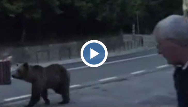 Животните са плъзнали из градовете, гладни са и може да настъпи ужасна трагедия