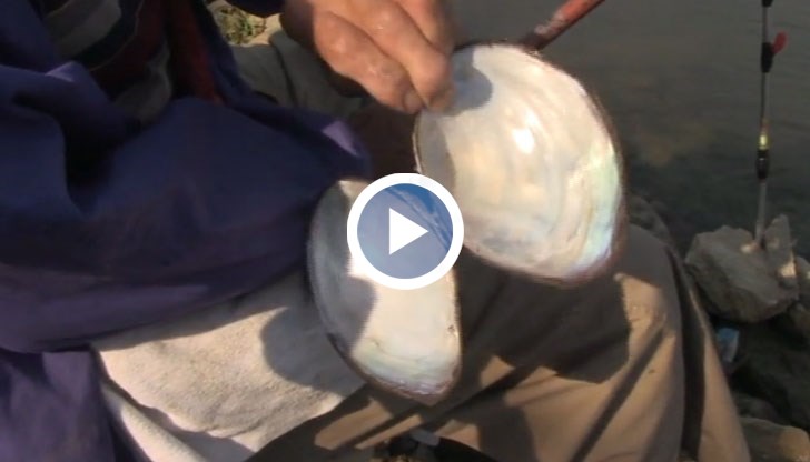 По-предприемчивите русенци дори започнаха да търсят перли в големите екземпляри