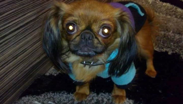 Кучето отговаря на името Дейзи!