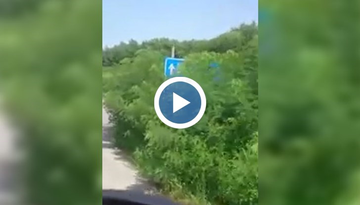 Буйна растителност е скрила напълно пътните знаци
