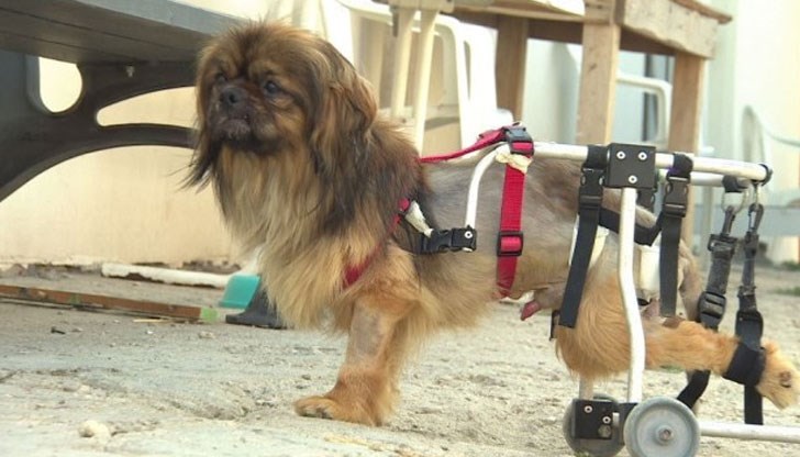 Историята на пекинеза Мъфин започва в Ботевград