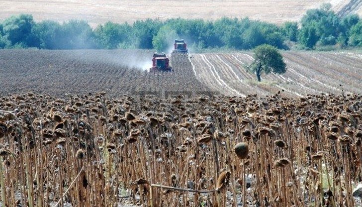 Порой с градушка в началото на юли нанесе големи щети на реколтата /Снимката е илюстративна/ Порой с градушка в началото на юли нанесе големи щети на реколтата /Снимката е илюстративна/