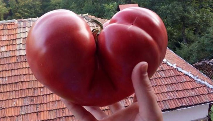 Доматът с формата на сърце е с тегло над 1.6 кг