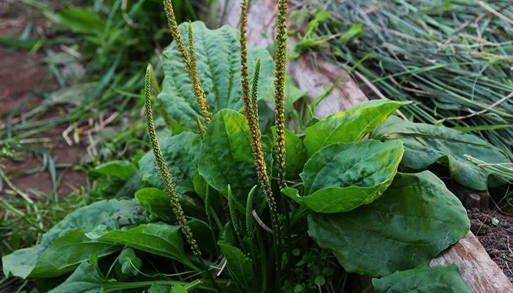 Важно е да знаете, че трябва да внимавате при използването на жиловляк за вашето здраве