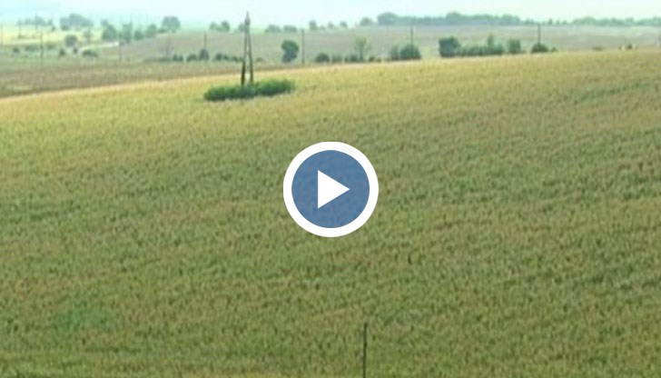 Опити за измама при сключването на договори за преотдаването на стотици парцели земеделска земя са разкрили служителите на общинските служби по „Земеделие” в Русенско