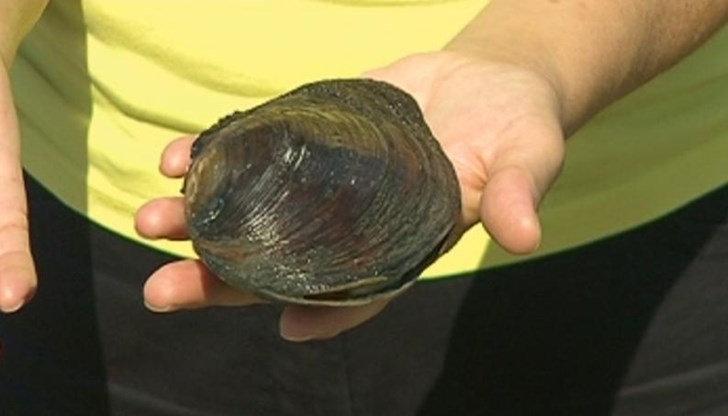 Става дума за инвазия на китайска блатна мида Става дума за инвазия на китайска блатна мида