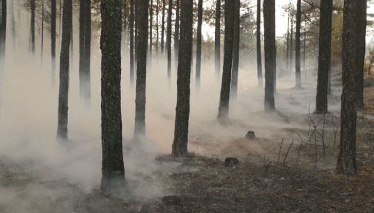 Трябва да се засадят между 4 и 6 милиона нови дръвчета