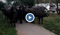 Стадо биволи внесе смут в квартал „Люлин“