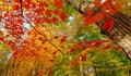 Есенните цветове ни правят по-щастливи