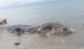 Невиждано създание изплува на плаж във Филипините